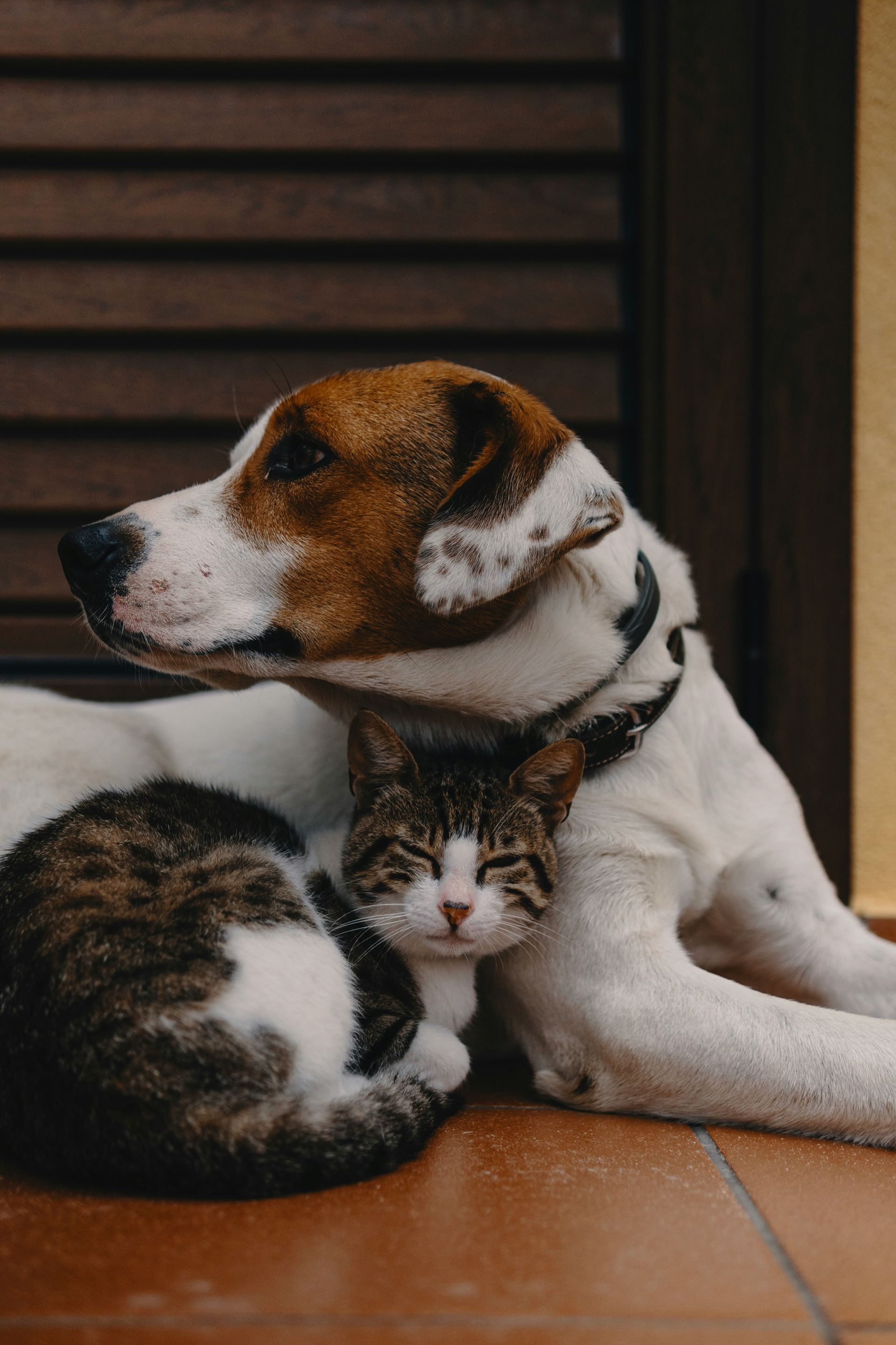 A brown and white dog resting with a tabby cat on a tiled floor